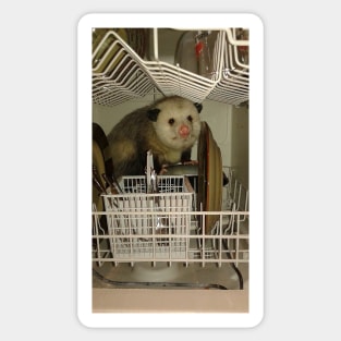 Dishwasher Possum Sticker